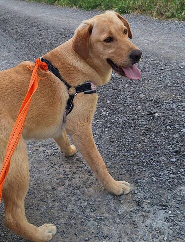 balonka itler: Labrador-retriver, 6 ay, Erkek
