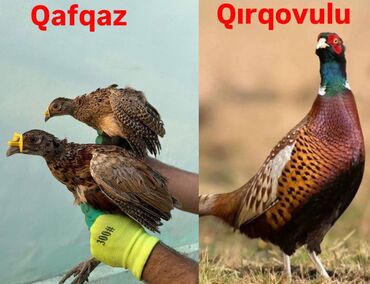 gəncə toyuq satan: Qafqaz qırqovulu, həm Qafqaz, həm də Qırqovulu növlərinin
