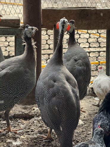 бройлеры оптом: Продам цесарок