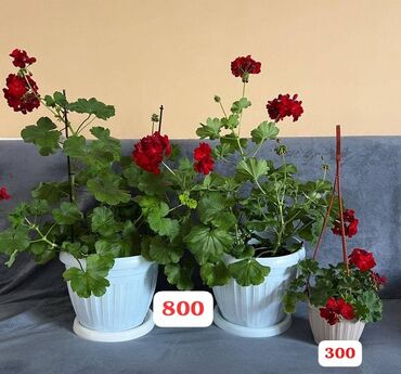 зеркальные подставки для фуршета: Герань