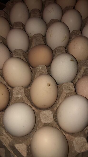 sud mehsullari: Kend toyuqunun yumurtalari 20 qepik