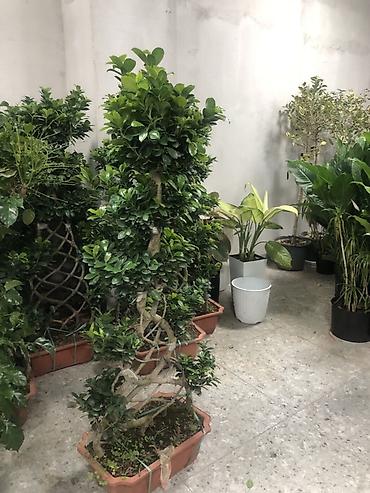 Другие комнатные растения: Комнатные растения в горшках — декоративные и фруктовые 1) Карликовый — 25