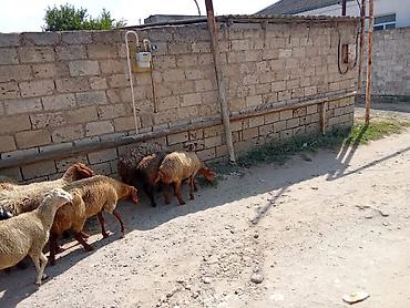 bakida cins ineklerin satisi: 1 baş qoyun 210 azn dir
doğmuş qoyunlardı 
qoçunu alıblar — 3