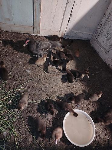 ördək balası və cücə: Salam 21 bala 1ana 1ayliq cucelerdi saglam vitamin verilib. Atasida — 8
