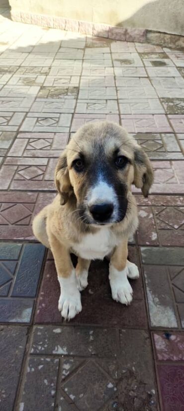 кафе на иссык куле: Ищу работу водителем. Стаж не менее 10 лет. Имеются категории ВСД at lalafo.kg кафе на иссык куле: Ищу работу водителем. Стаж не менее 10 лет. Имеются категории ВСД