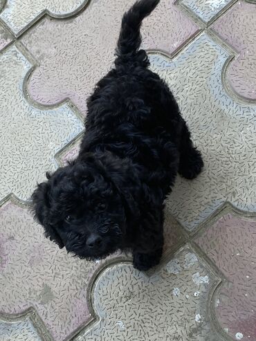 toy poodle qiymetleri: Pudel, 2 ay, Dişi, Sənədli, Pulsuz çatdırılma