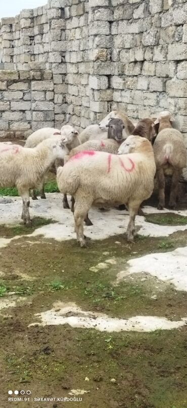 Digər kənd təsərrüfatı heyvanları: QUZU. Super kök Quzulardı.Ətlik və damazlıqdır. Diri Çəkisindən 3-4