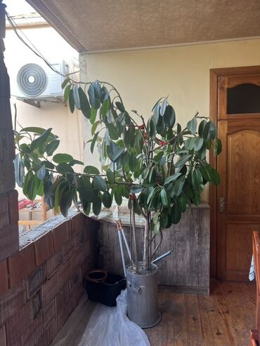Otaq bitkiləri: Geniş yarpaqlı, iri Ficus bitkisi. Metal qabda saxlanılır. Ev və ya