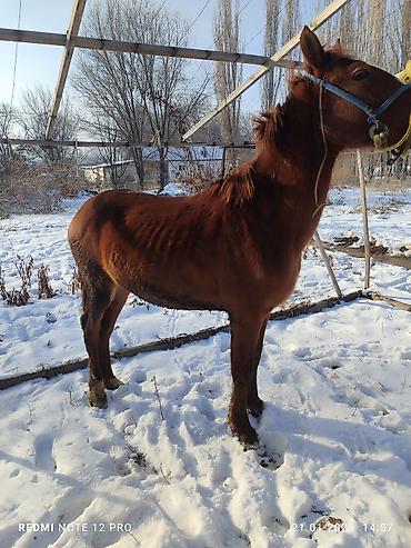 Лошади, кони: Продаю | Жеребец | Полукровка | Рабочий — 3