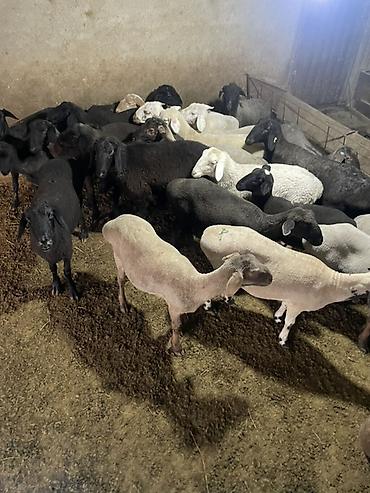 Баран, овца: Продаю | Овца (самка), Ягненок, Баран (самец) | На забой | Кастрированные — 13