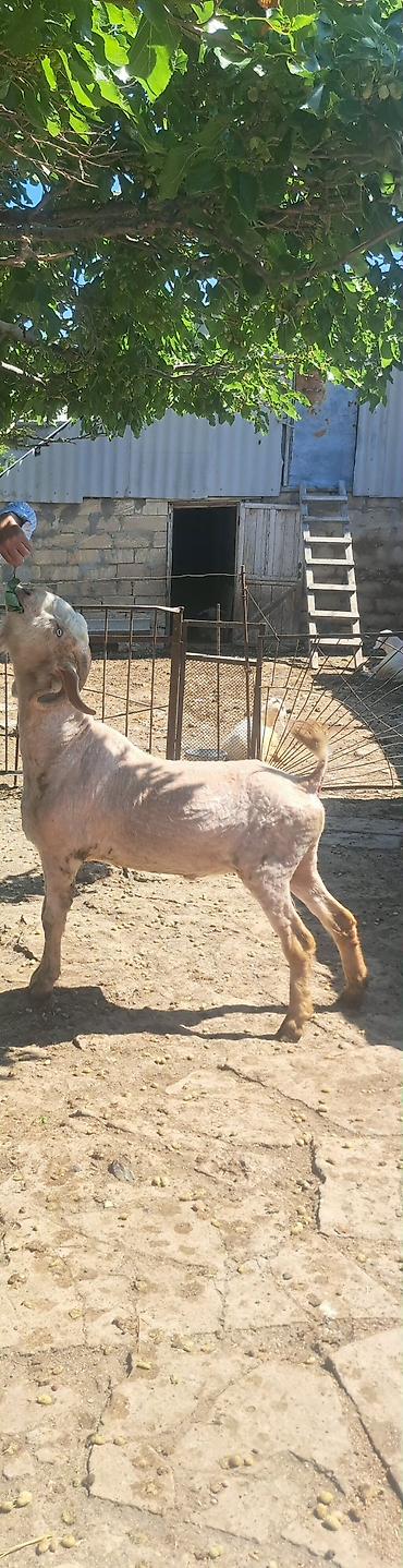 disi keci: 1 yaş 2 aylığ hələb təkəsi — 2