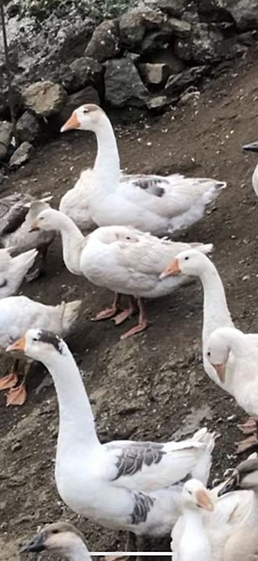 keçi çəpiş: Salam qazlar satlır həm damazlıq həmdə ətlik dağda yetişmiş qazlardı — 3