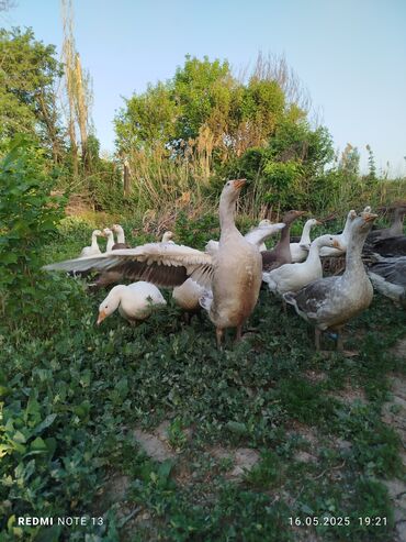 Другие с/х животные: Продаем гусей мясной породы: мамут скрещенные с кубанскими серыми