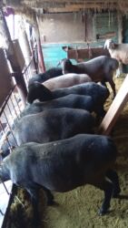 собака доберман сколько стоит: Сатам | Кочкор (эркек) | Эдильбай | Көбөйтүү үчүн | Ургаачы