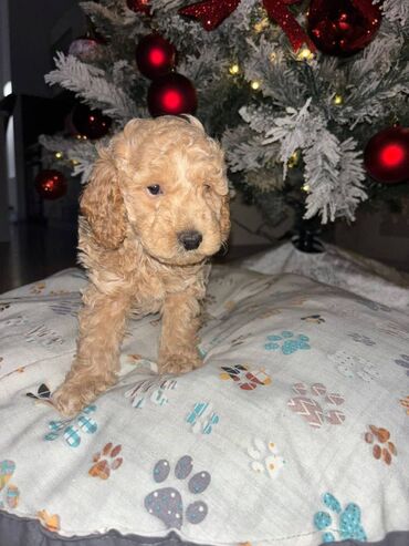 Psi: Pudla, rasa poznata po svojoj visokoj inteligenciji, eleganciji i na lalafo.rs — 5 Psi: Pudla, rasa poznata po svojoj visokoj inteligenciji, eleganciji i — 5