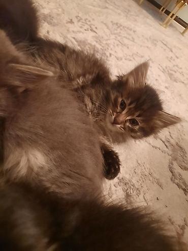 Продажа кошек: 🎁 Полностью домашние, к лотку и миске приучены (ну, почти — они — 17