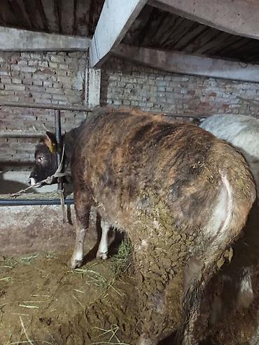 Коровы, быки: Продаю | Тёлка | Для разведения | Нетель — 8