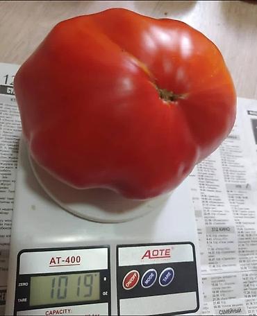 Томат: Семена томата «Гигант мясистый» (розово‑красный бифтомат, салатного — 2