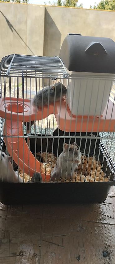 heyvan alqi satqisi: Hamster üçün çoxfunksiyalı qəfəs - Kompakt iki mərtəbəli dizayn — 2