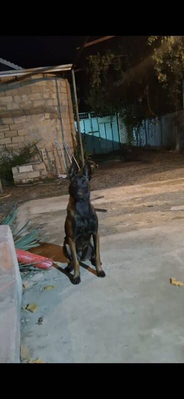 İtlər: Belçika çoban iti, Dişi, Peyvəndli — 6