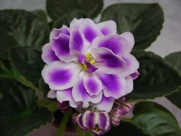 Otaq bitkiləri: 5,6 m starter — 20