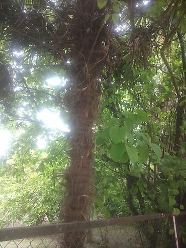 xurma agaci: Satılır: dekorativ palma ağacı (Trachycarpus tipli) Xüsusiyyətlər: - — 1