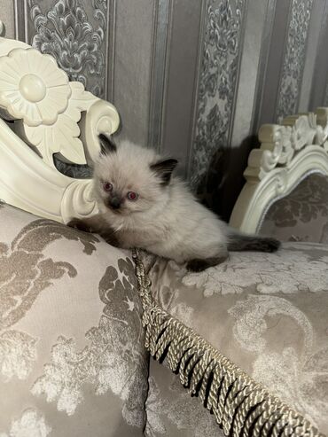 мейкун кот: Мама персидская/папа сиамский 
Вырастут пушистые и красивые