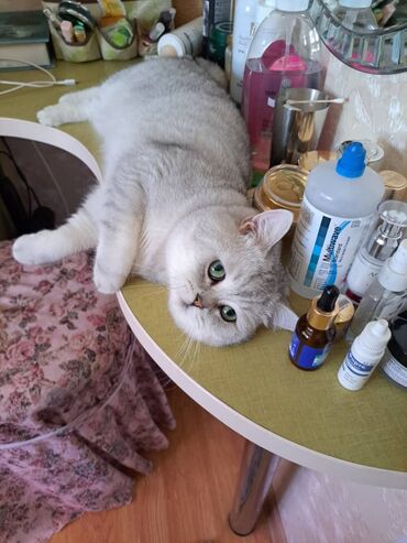британская короткошерстная кошка шиншилла: Кот на вязку ! Предлагается кот для вязки. Не продаётся! серебряная