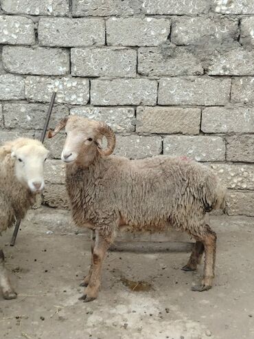 Qoyunlar, qoçlar: Razilasmaq olar — 2