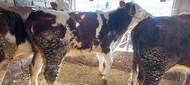 Коровы, быки: Продаю | Корова (самка) | Для разведения | Привязанные — 10