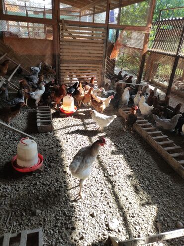 гидропонный корм: Продаю | Куры | Для разведения