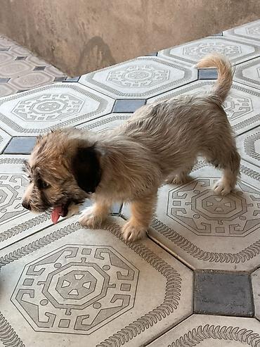 tap az pitbul: Malta bolonka, 2 ay, Dişi, Ünvandan götürmə — 4
