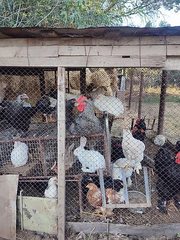 продаю птиц: Продаю | Куры | Брама | Для разведения — 2