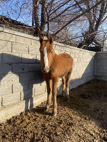 Лошади, кони: Продаю | Жеребенок | Полукровка | Рабочий — 10