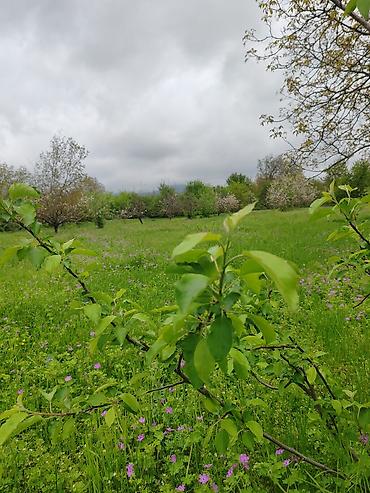 mingecevirde tecili satilan evler: 22 sot, Biznes üçün, Mülkiyyətçi, Kupça (Çıxarış) — 10