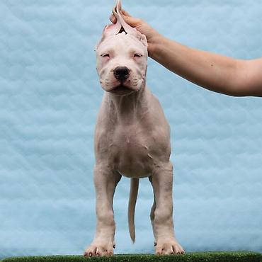 Psi: Leglo dogo argentino štenaca Sa ponosom predstavljamo vrhunsko leglo — 2