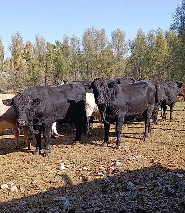 купить тушу говядины: Продаю | Корова (самка), Бык (самец), Тёлка | Абердин-ангус | На откорм | Племенные — 1