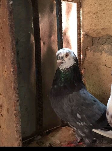 Göyərçinlər: 8,9 sat uçür Bu göyərçin ağ baş, yaşıl boyun və tünd boz bədənə