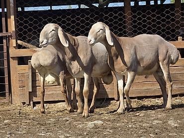 Баран, овца: Продаю | Ягненок, Баран (самец) | Арашан — 7