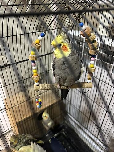korella qus: Nimfa (Cockatiel) tutuquşu - Növ: Nimfa (Nymphicus hollandicus) – — 4