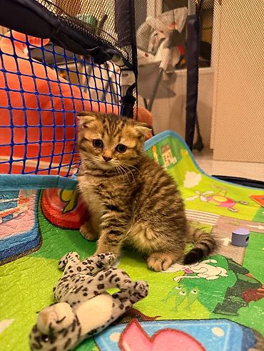 Животные: Scottish Fold balası – qızıl rəngli tabby - Cins: Scottish Fold — 6