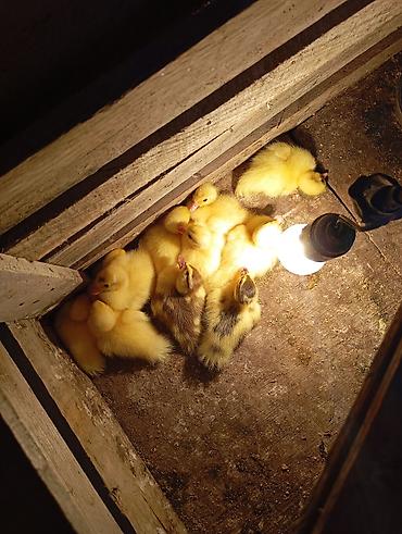 lavanda ördəyi: Lal ördek balaları qarışığ cinsdi sağlam heyvanlardi ünvan Binə — 1