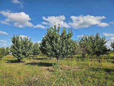 agac sekilleri: Ünvan:QUBA Rayonu, QARAÇAY QƏSƏBƏSİ, mərkəzi yoldan 100 metr məsafədə — 3
