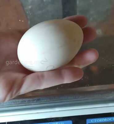 продам катер: Продаю инкубационные яйца индоутки