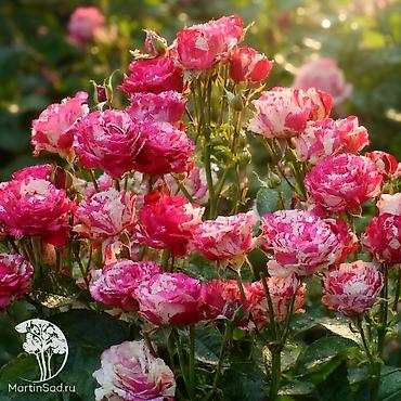 Роза: Саженцы — 17