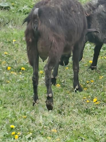 Козы, козлы: Продаю | Коза (самка), Козёл (самец), Козлёнок — 12