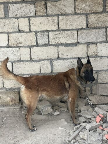 Akvariumlar: Belçika çoban iti, 2 il, Erkek, Peyvəndli