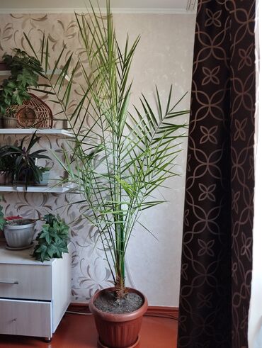 Другие комнатные растения: Финиковое дерево 2 метра