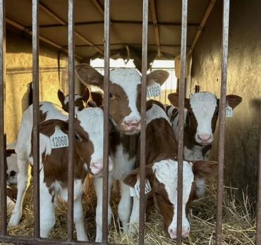 Dana, buzov: Dana, buzov, Dişi, Simental, ay: 1, Damazlıq, Ətlik, Rayonlara çatdırılma, Pulsuz çatdırılma, Ödənişli çatdırılma — 11