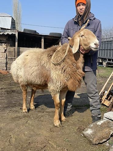 Баран, овца: Продаю | Овца (самка) | Для разведения | Матка — 18